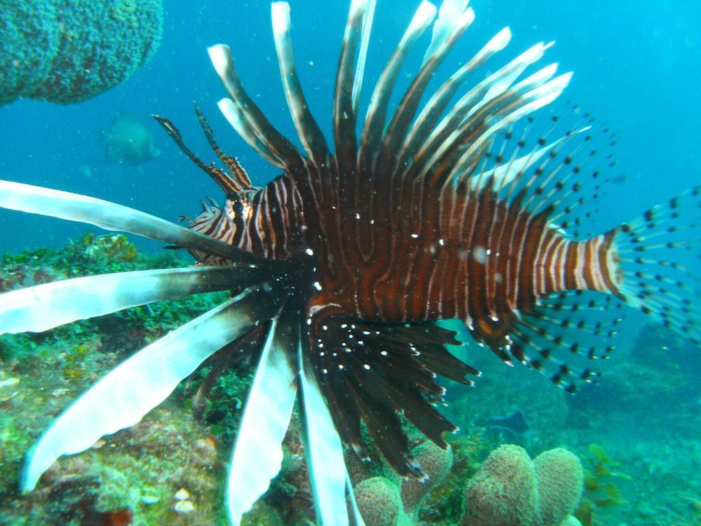 Beachouse Dive Hostel Cozumel Exterior foto